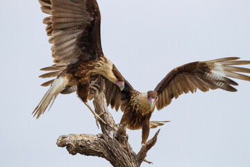 USA, Texas, Hidalgo County. Two juvenile crested caracaras vying for space on stump.