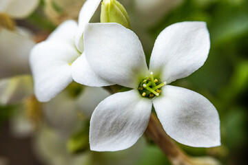 Obraz premium white flower close uo