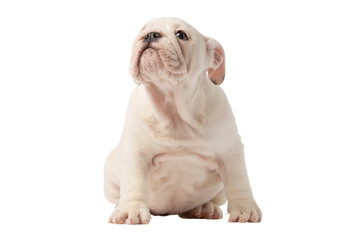 Obraz na płótnie Canvas English bulldog puppy isolated on a white background