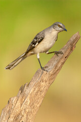 Linn, Texas, USA. Northern mockingbird perched on a dead tree stump.