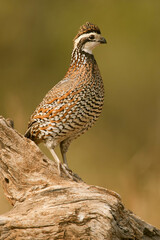 Linn, Texas, USA. Male northern bobwhite (Colinus virginianus) on a log.