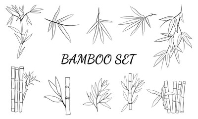 Hand drawn illustration with bamboo stem and leaves. Set of bamboo tree leaves. Hand drawn botanical collection. Drawing of parts of bamboo and sections of branches and leaves on a white background. 