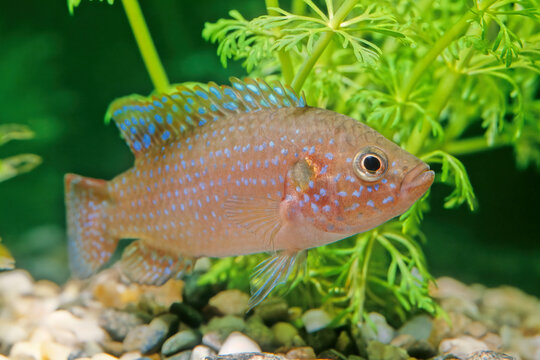 The African jewelfish (Hemichromis bimaculatus), also known as jewel cichlid or jewelfish, is from the family Cichlidae.