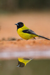 Audubon's oriole adult by pond.