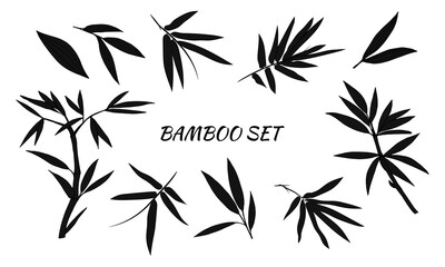Hand drawn illustration with bamboo stem and leaves. Set of bamboo tree leaves. Hand drawn botanical collection. Drawing of parts of bamboo and sections of branches and leaves on a white background. 