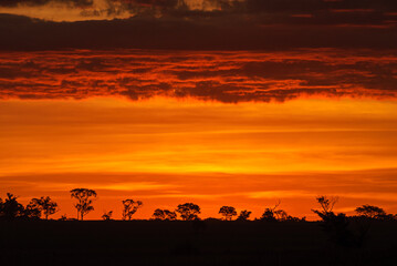 Fototapeta na wymiar Bonito, Mato Grosso do Sul, Brazil on April 1, 2007. Trees in silhouette with clouds flooded by sunlight Sunset.