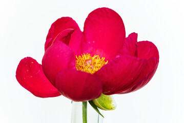 fresh peony flower on the white background