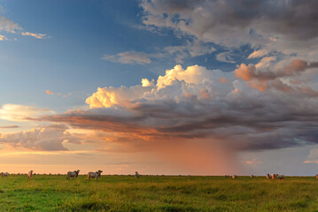 Bonito, Mato Grosso do Sul, Brazil on April 1, 2007. Cattle grazing in the countryside with sky full of clouds and rain in the background with sunset light.