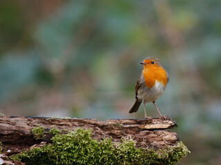 robin on a branch