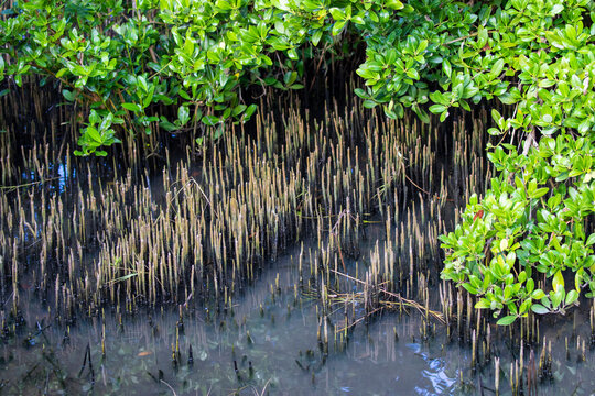 Black mangrove.