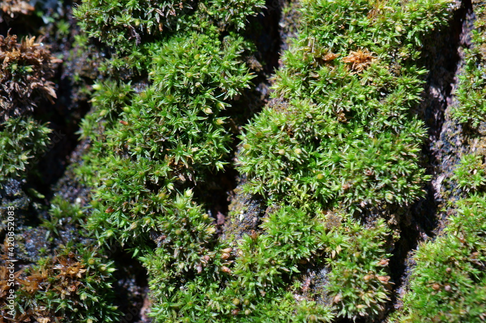 Sticker Green moss on the bark of a tree. Natural background.