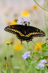 Black swallowtail butterfly.