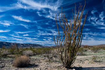 Solitary ocotillo cactus in desert with mountains in background