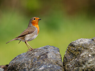 robin on a rock
