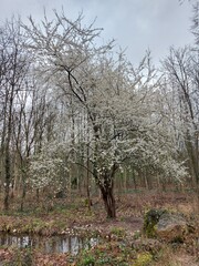 trees in spring