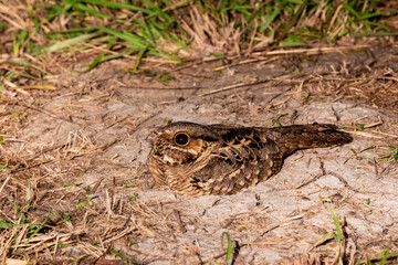 Common pauraque camouflaged on ground.