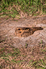 Common pauraque resting.