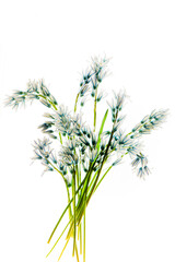 Fototapeta premium flowers on the white background