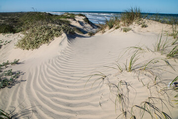 Dunes on South Padre Island.