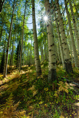 Ferns and quaking Aspen in early autumn.
