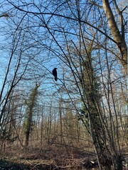 Corbeau 
