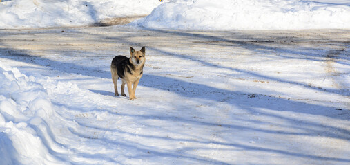The shepherd stands in the snow. Sunny afternoon. Shadows in the snow. Concept - a pet