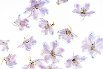 Obraz na płótnie Canvas delphinium flowers on the white backgrund