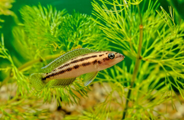 The golden julie  is a species of cichlid endemic to Lake Tanganyika, being found only in the extreme northern and southern shorelines of the lake in rocky environs. This specie