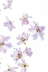 Fototapeta na wymiar delphinium flowers on the white backgrund