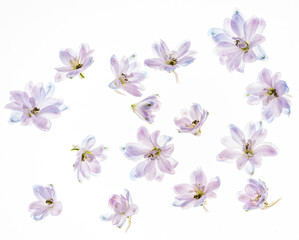 delphinium flowers on the white backgrund