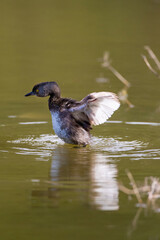 Least grebe shaking water from feathers.