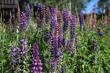Obraz premium Lupine flowers in Norway. Norway nature.