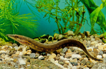 Obraz premium Fire eel, Mastacembelus erythrotaenia