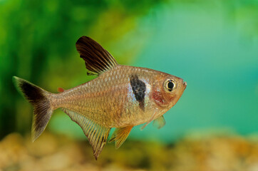 Black phantom tetra