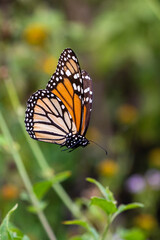 Monarch suspended in spider web.