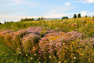 Fototapeta na wymiar field of wild flowers in prairie