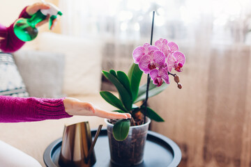 Woman spraying blooming orchid with water in living room. Housewife takes care of home plants and...