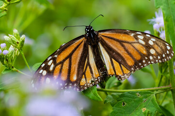 Monarch butterfly feeding.