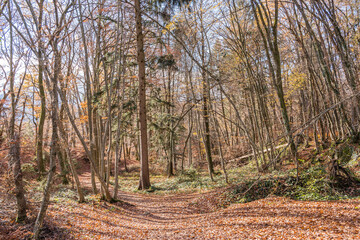 Forêt durant l'automne