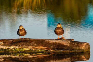 Mottled duck pair.