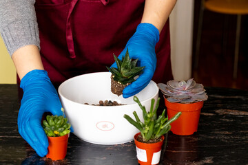 a girl at home transplants small indoor flowers of saculenta