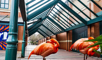 FLAMINGO AT THE SHOPS