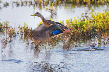 Mottled duck flying.