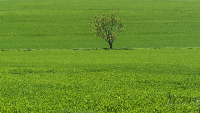 Stemmer Berg - Einzelner Baum zwischen Getreidefeldern, Niedersachsen, Deutschland, Europa