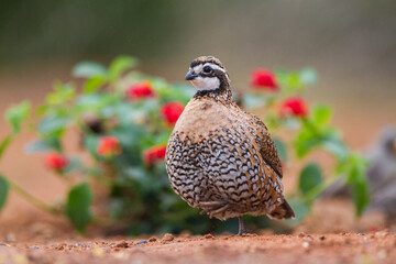 Northern bobwhite standing.