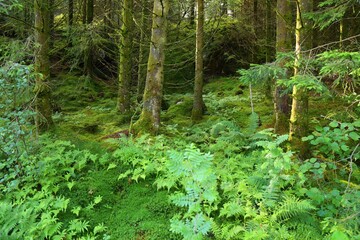 Forest in Norway. Norway nature.