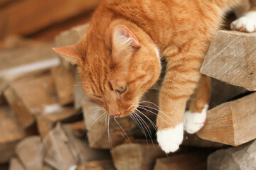 A beautiful red cat comes down from the woodpile, from the firewood,logs, for the fireplace.