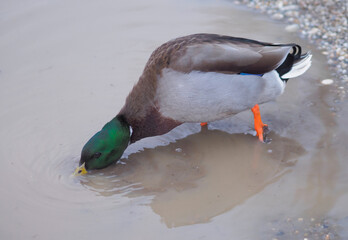 Stockente - Erpel sucht im Wasser nach Futter