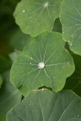 Green leaves and dew drops A drop of water on a green leaf