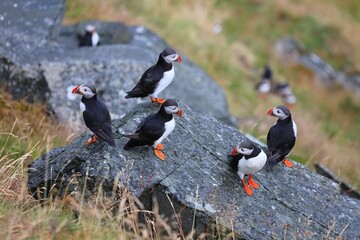 Atlantic puffin (Fratercula arctica). Norway nature.
